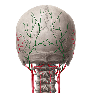 Occipital artery (#1558)