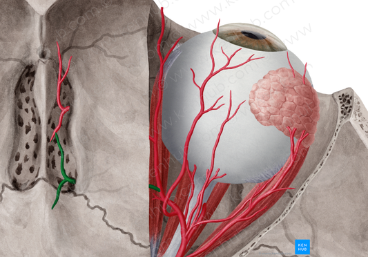 Posterior ethmoidal artery (#1228)