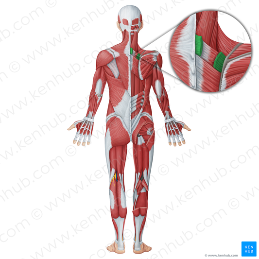 Rhomboid minor muscle (#18736)