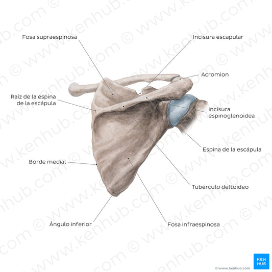 Scapula: Posterior view (Spanish)