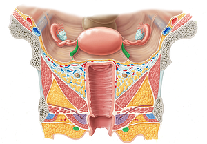 Round ligament of uterus (#4641)