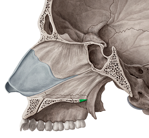 Posterior nasal spine of palatine bone (#9111)