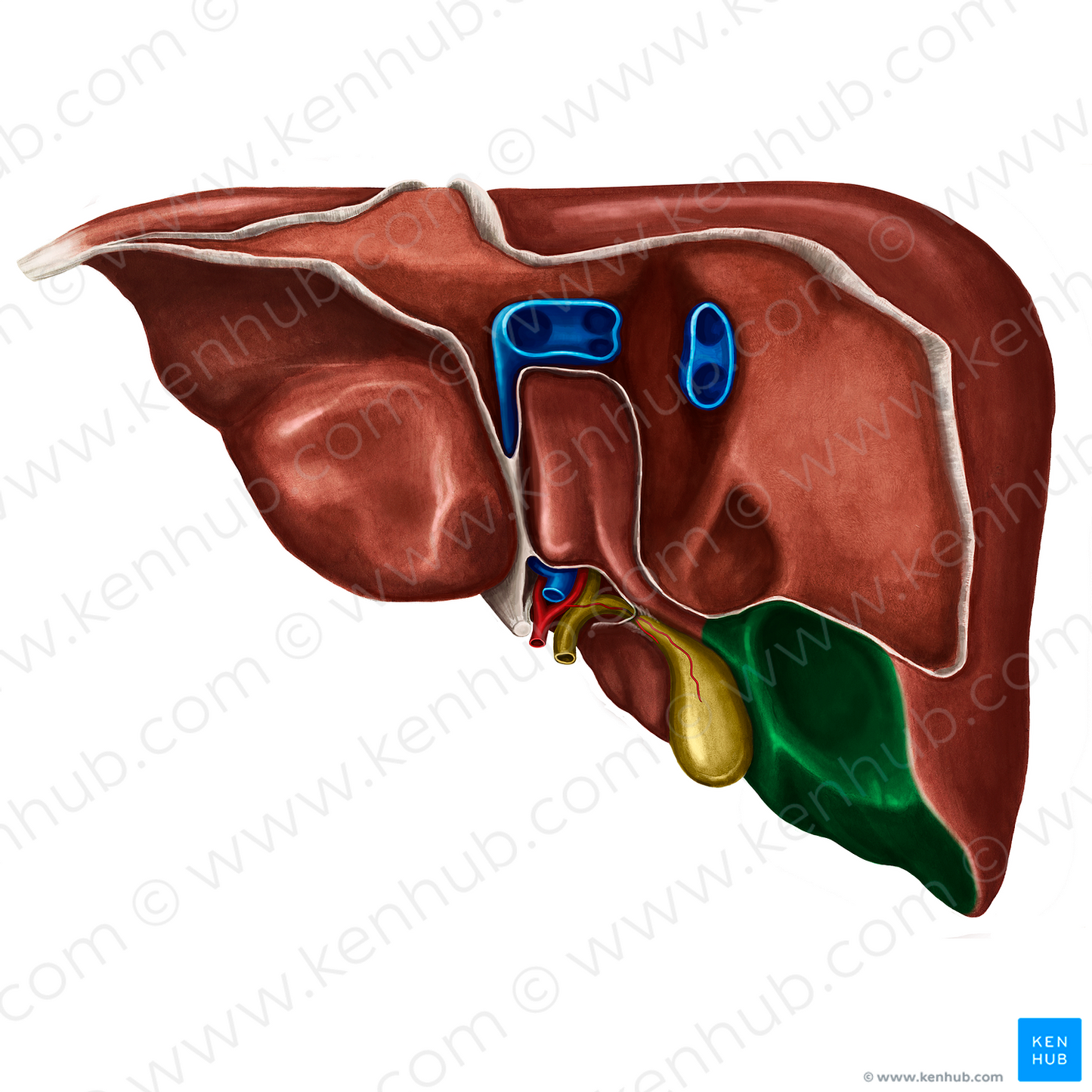 Visceral surface of right lobe of liver (#4800)