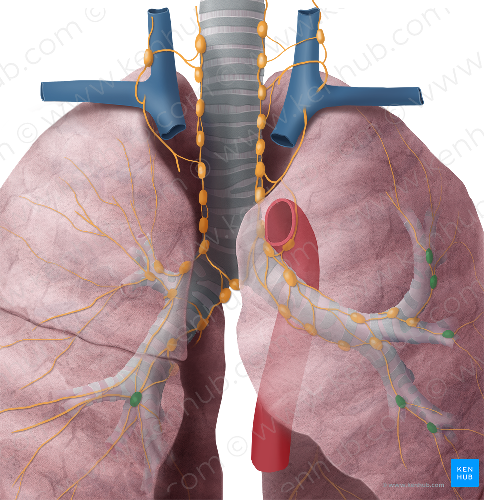 Intrapulmonary lymph nodes (#7041)