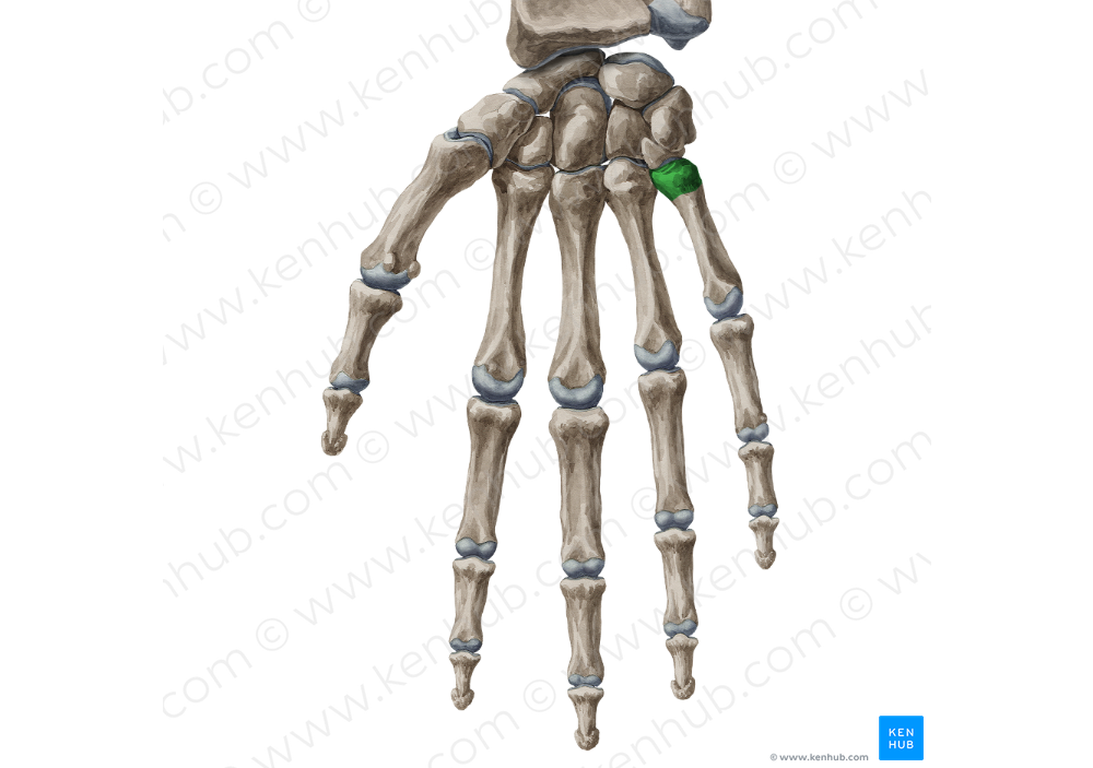 Base of 5th metacarpal bone (#2165)
