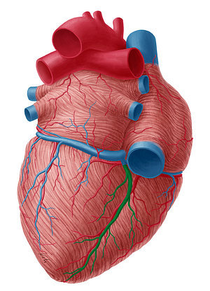 Middle cardiac vein (#10032)