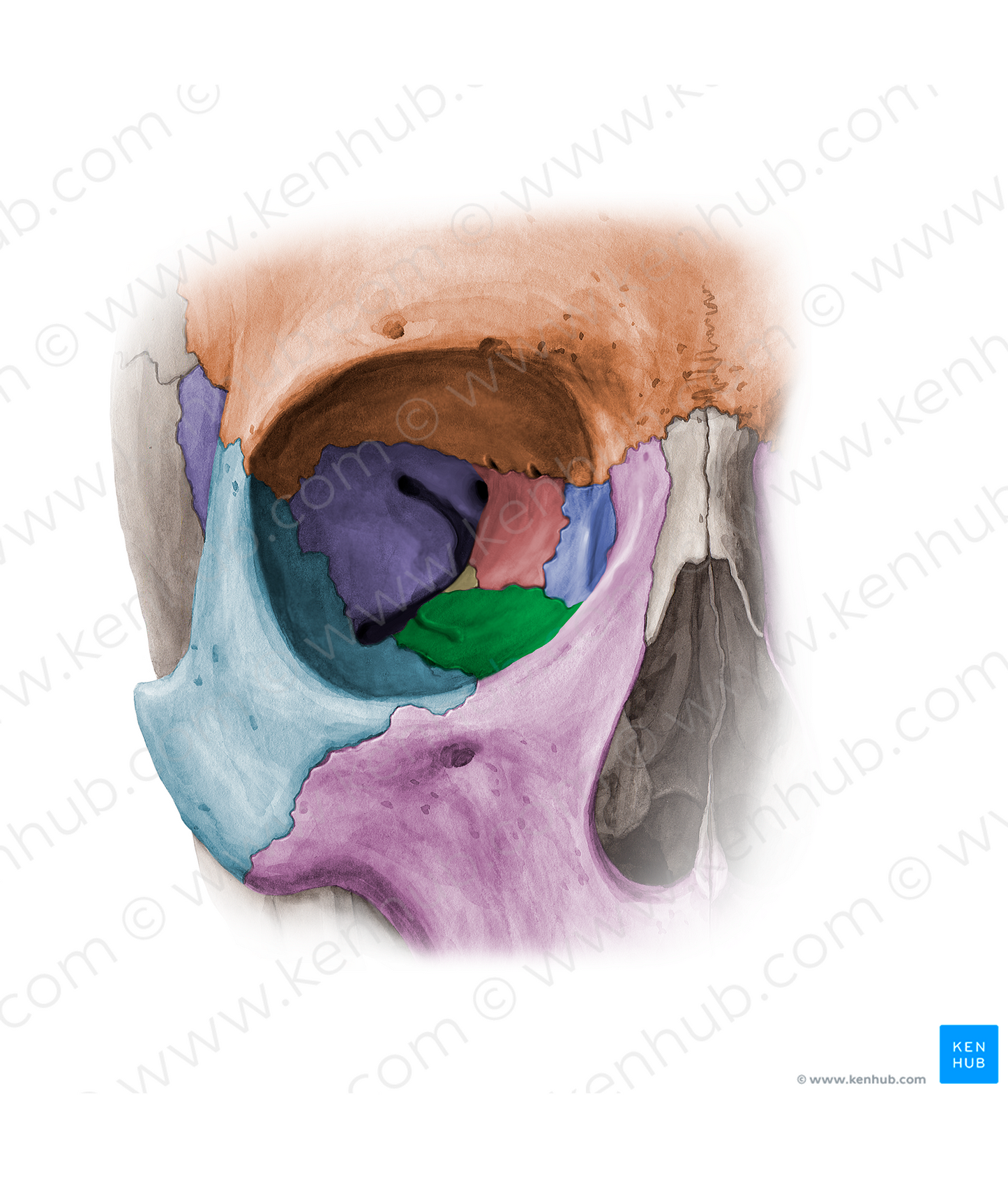 Orbital surface of maxilla (#11371)