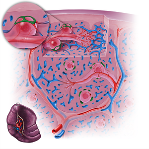 Marginal zone sinus (#18132)