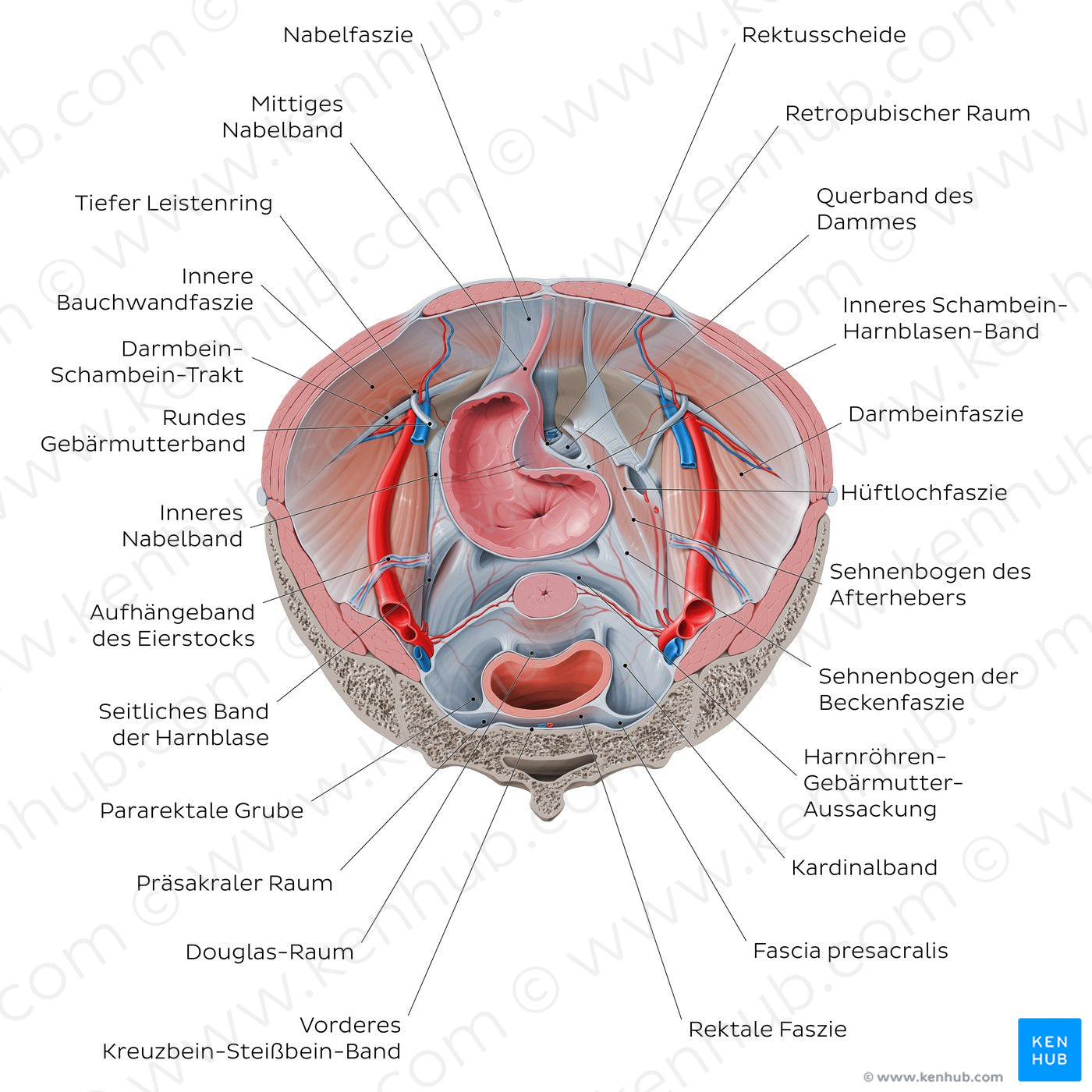 Superior view of the female pelvis: Fascias and ligaments (German)