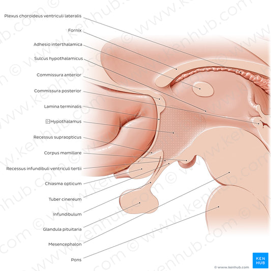 Hypothalamus: relations (Latin)