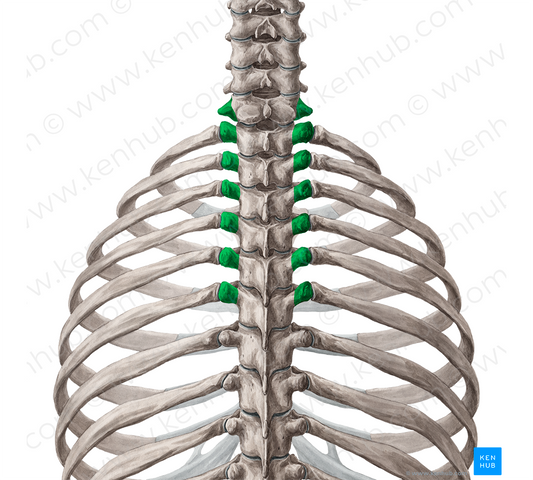 Transverse processes of vertebrae C7-T6 (#8321)