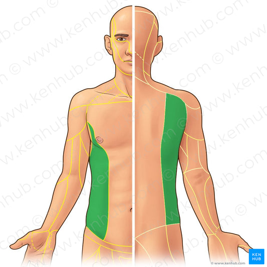 Lateral cutaneous branches of intercostal and subcostal nerves (#21948)