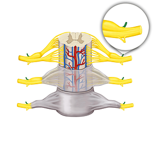 Posterior ramus of spinal nerve (#8782)