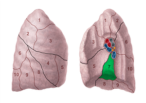 Medial basal segment of right lung (#20694)