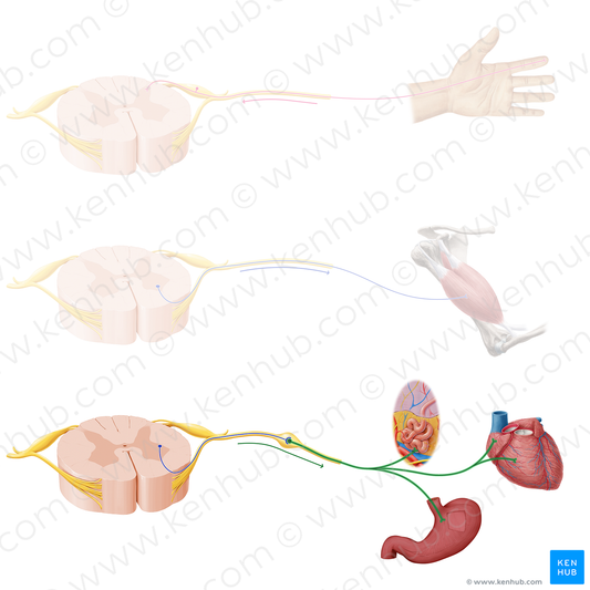 Postganglionic autonomic nerve fiber (#20914)