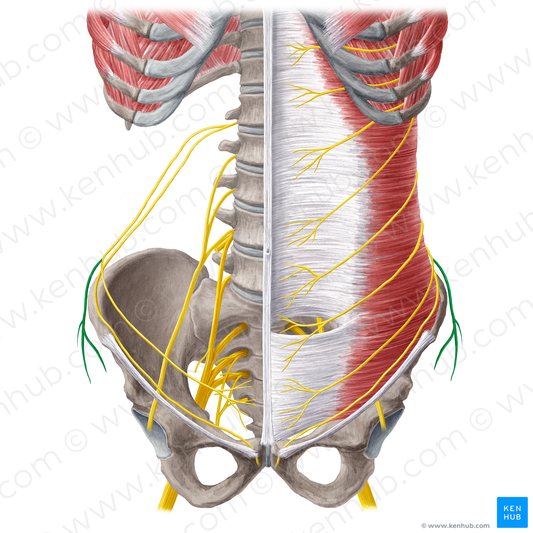 Lateral cutaneous branch of iliohypogastric nerve (#21578)