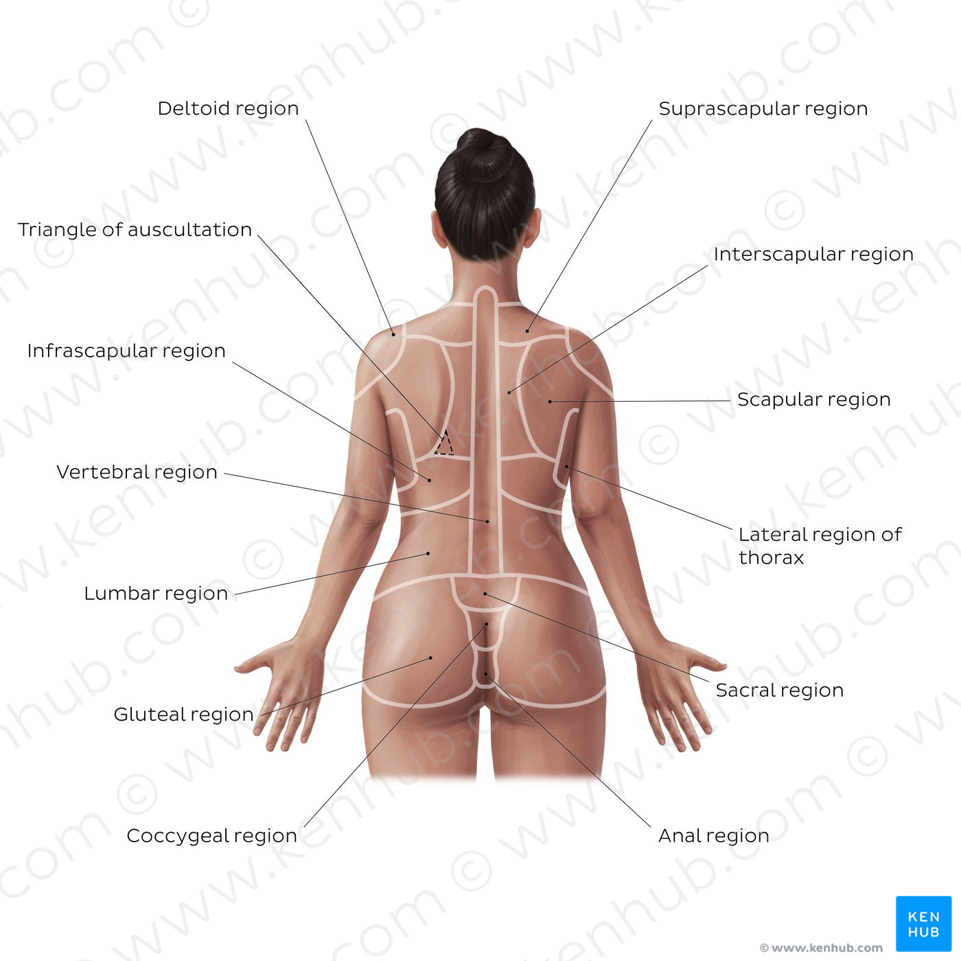 Regions of the back and buttocks (English)