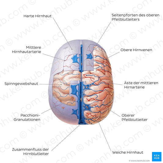 Meninges of the brain (superior view) (German)