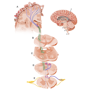 Medial lemniscus (#12094)