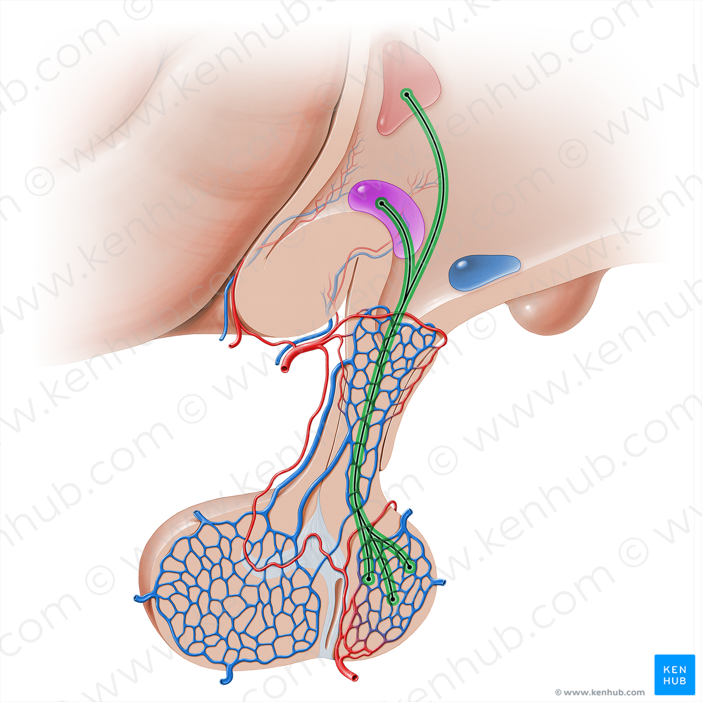 Hypothalamohypophyseal tract (#16438)