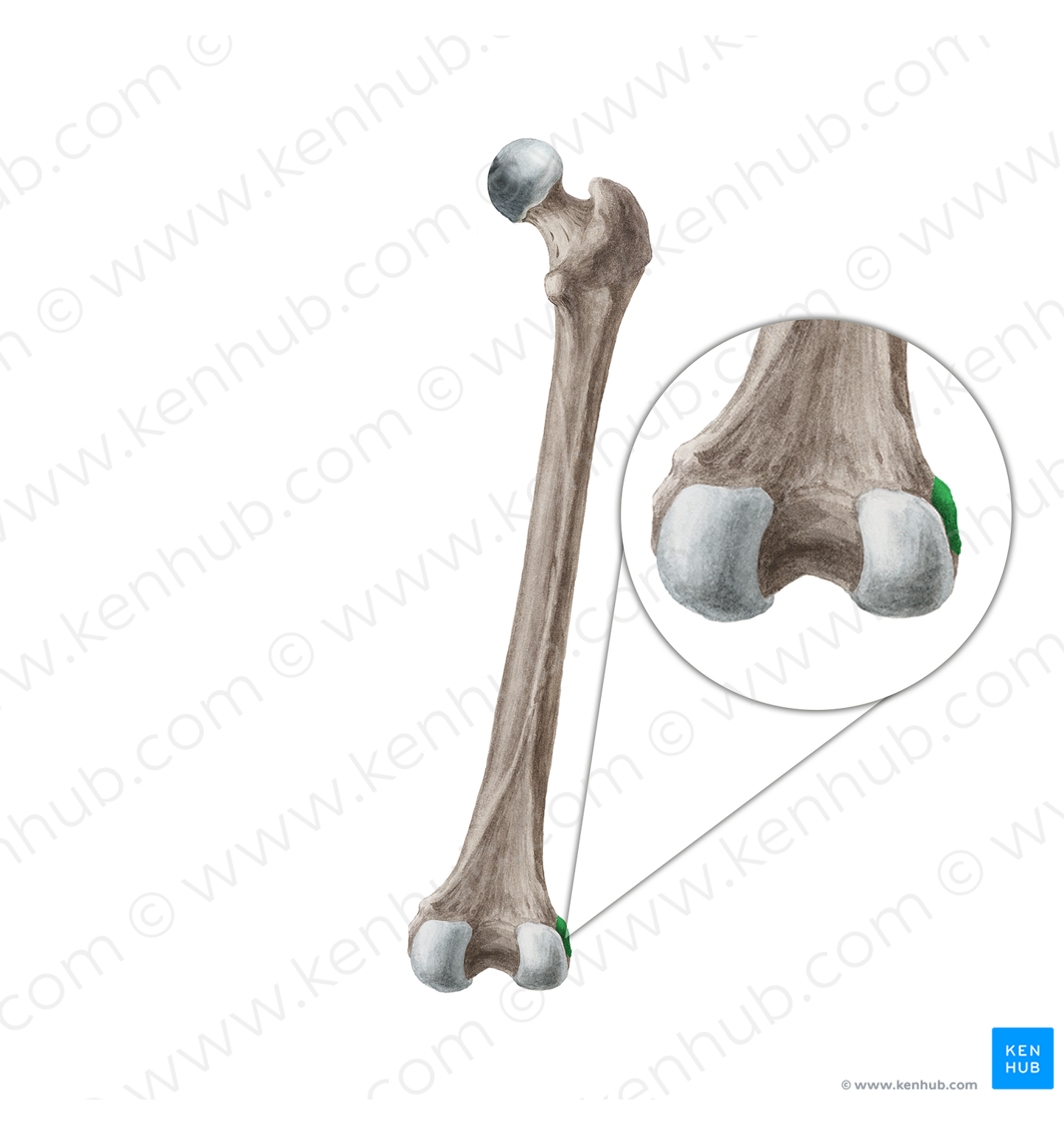 Lateral epicondyle of femur (#3394) – Kenhub Image License Store