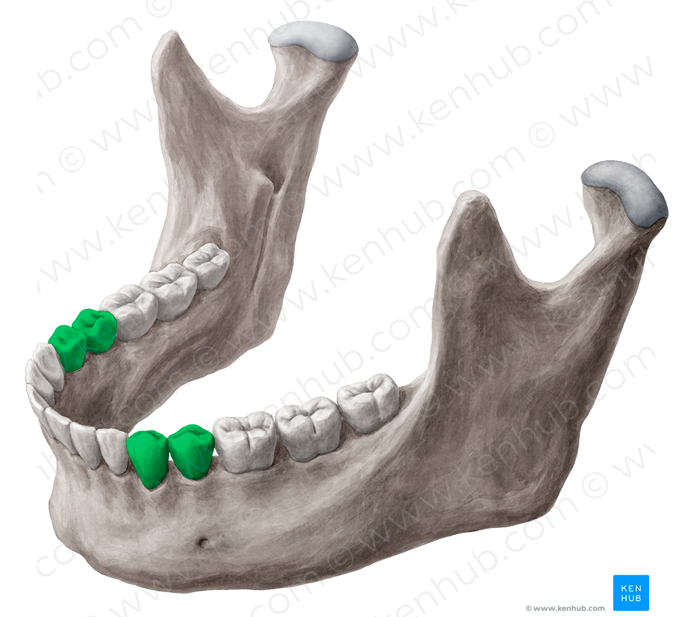 Premolar teeth (#3225)