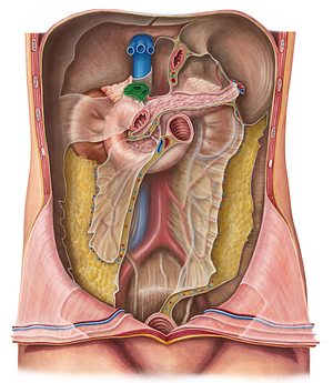 Hepatoduodenal ligament (#4548)