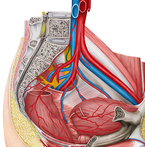 Left iliolumbar artery (#1439)