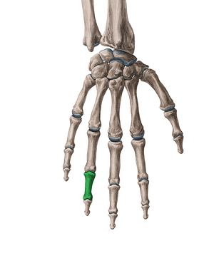 Middle phalanx of 4th finger (#7917)