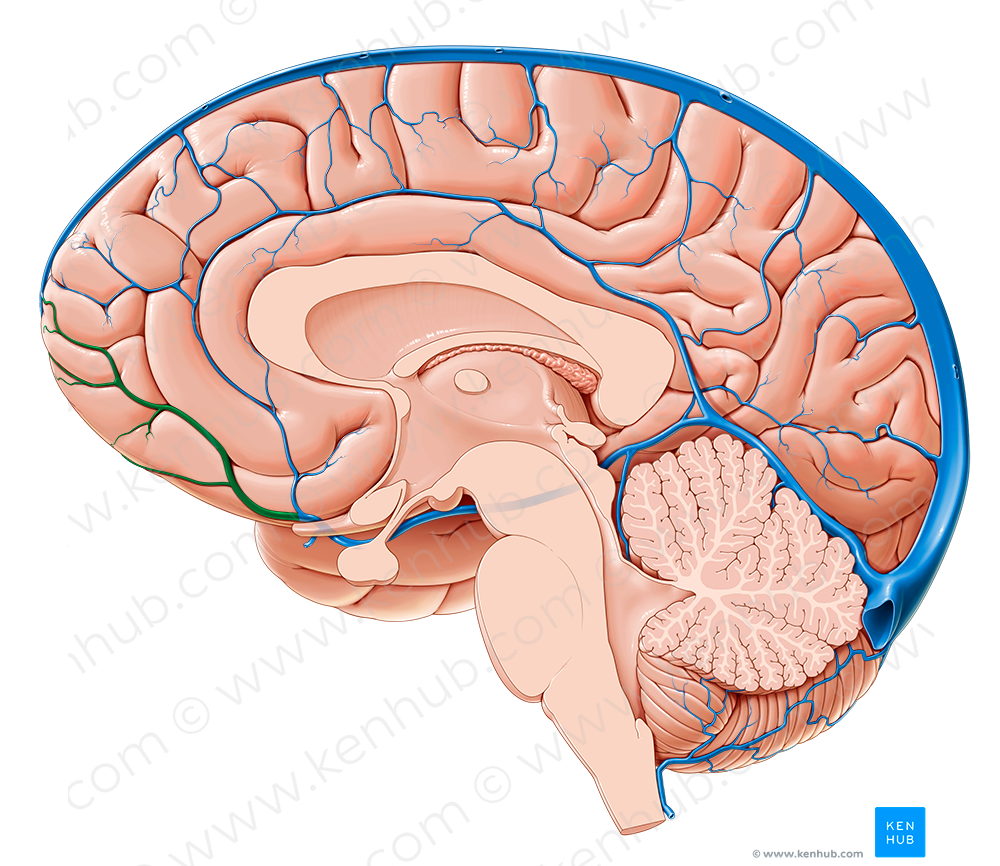 Anterior cerebral vein (#10109)