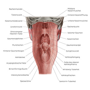 Pharyngeal mucosa (German)