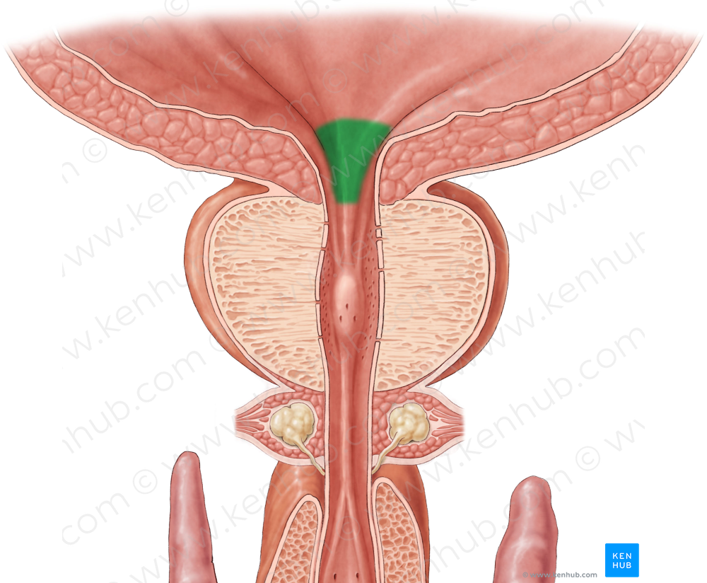 Uvula of urinary bladder (#9879)