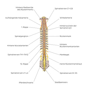 Structure of the spinal cord (German)