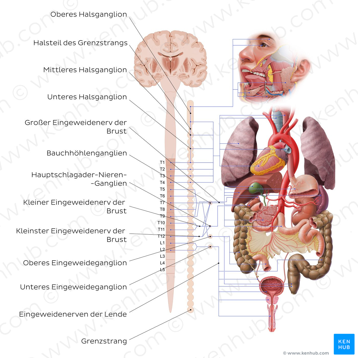 Autonomic nervous system - sympathetic nervous system (German)