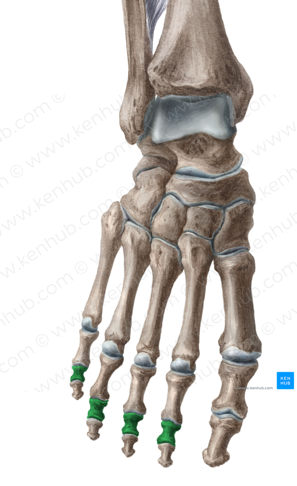 Middle phalanges of 2nd - 5th toes (#7898)