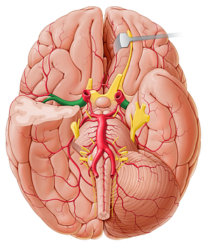 Middle cerebral artery (#1014)