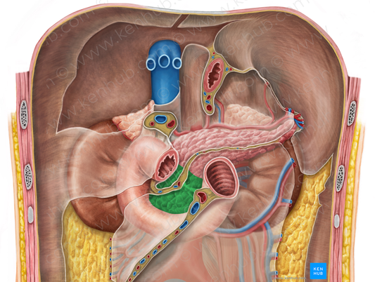 Head of pancreas (#2438)