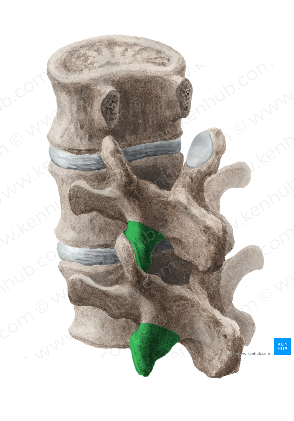 Inferior articular process of vertebra (#8167)