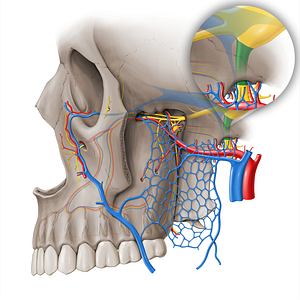 Mandibular nerve (#18460)