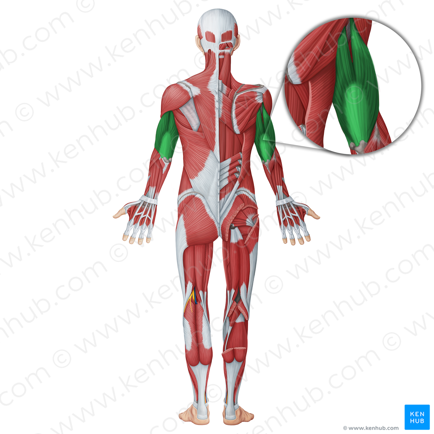 Triceps brachii muscle (#18766)