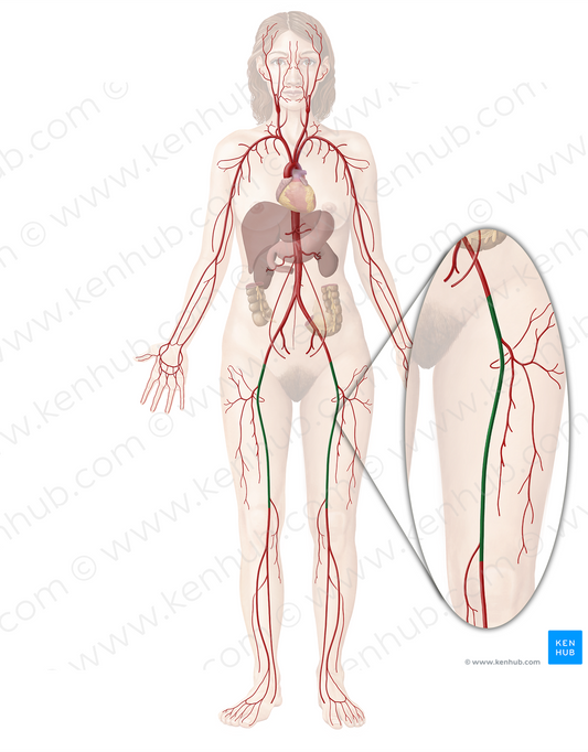 Femoral artery (#1246)