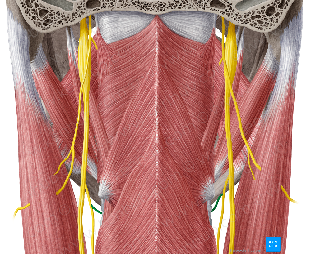 Internal branch of superior laryngeal nerve (#8718)