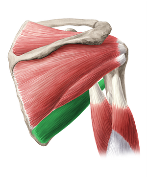 Teres major muscle (#19539)