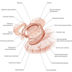 Hippocampus and fornix (Spanish)