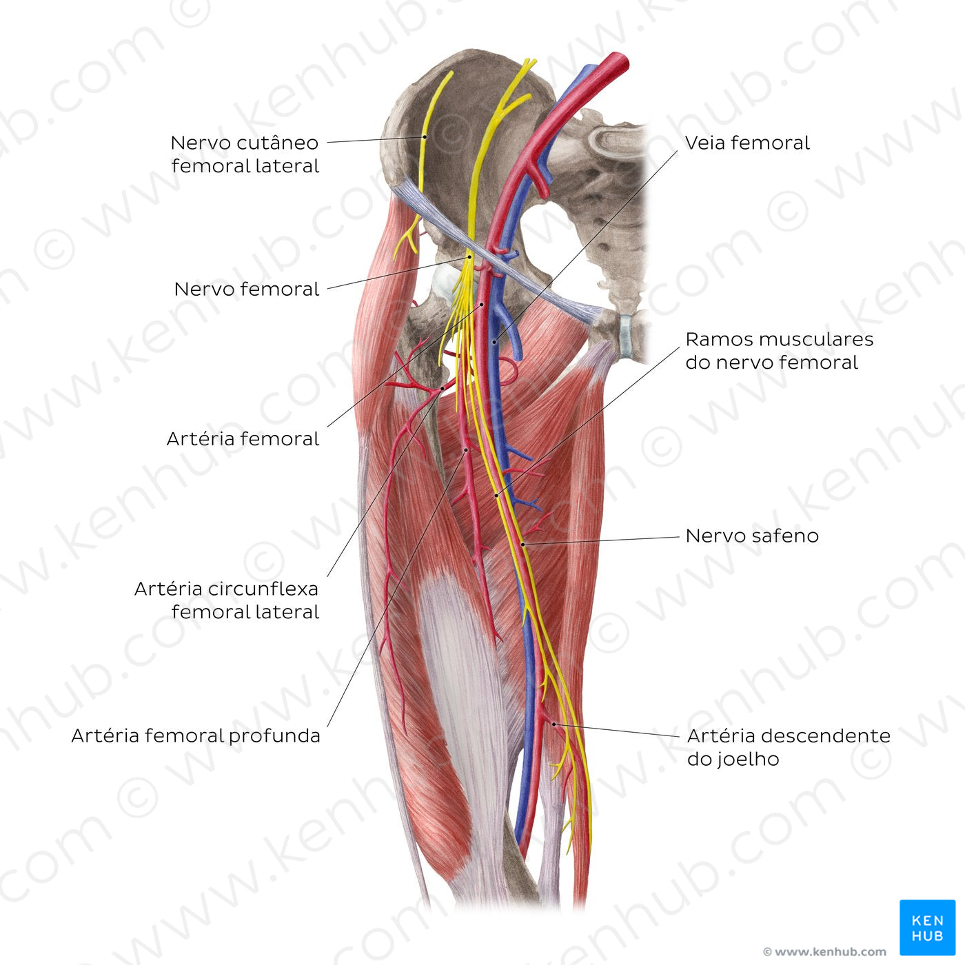 Neurovasculature of the hip and thigh (anterior view) (Portuguese)