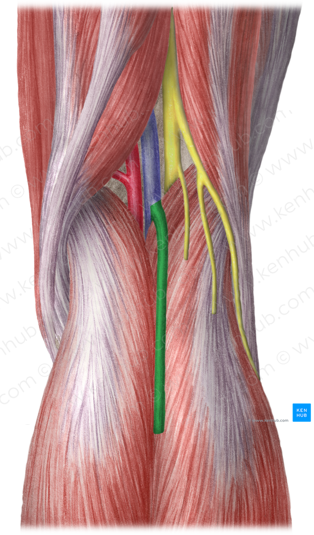 Small saphenous vein (#10569)