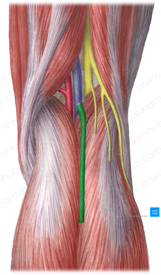 Small saphenous vein (#10569)