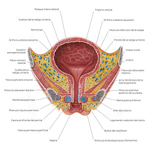 Female urinary bladder (Spanish)