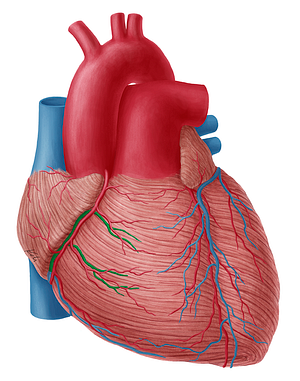 Anterior veins of right ventricle (#10670)