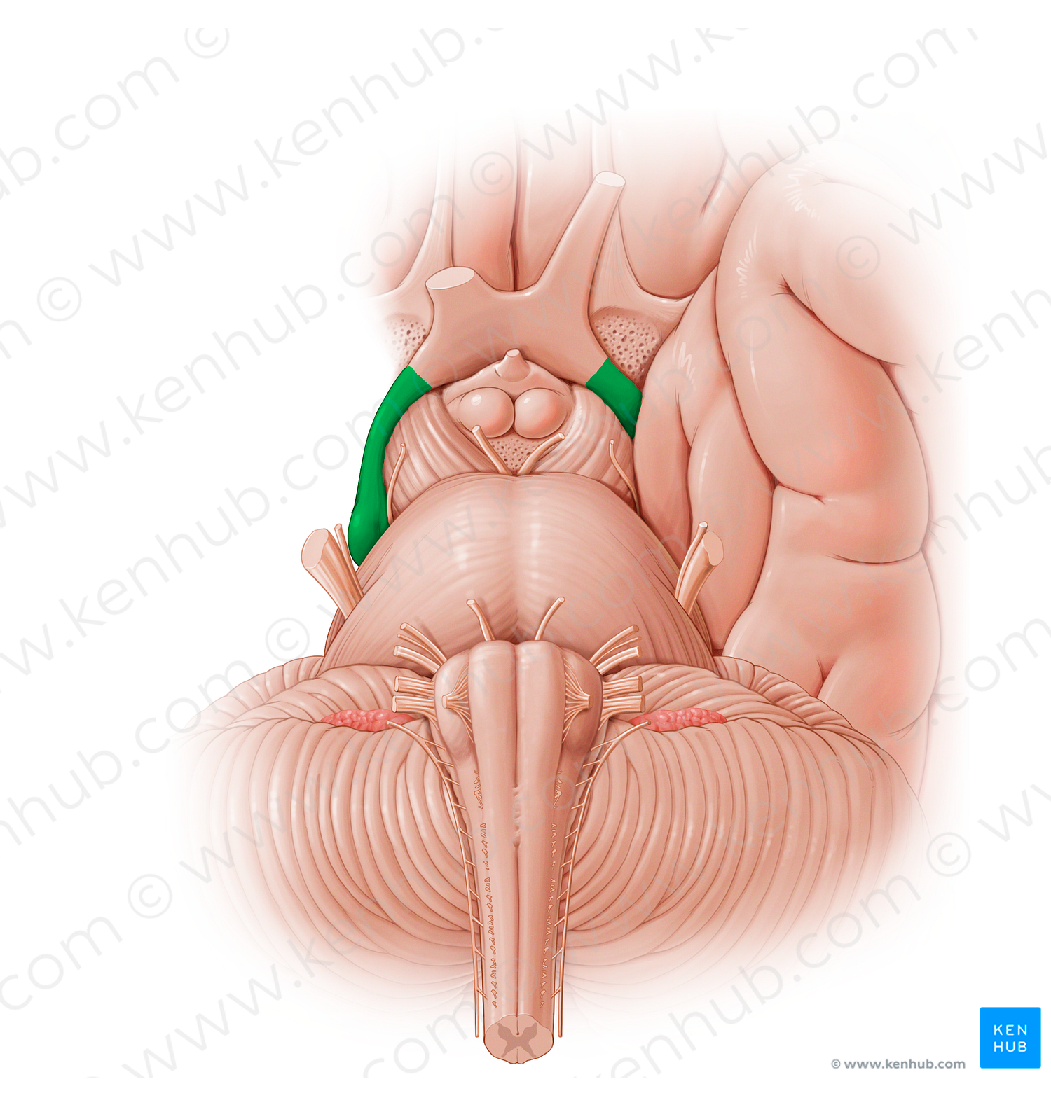 Optic tract (#12790)